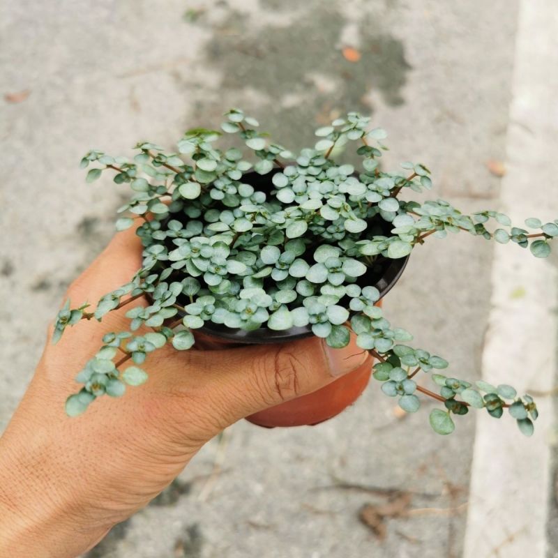 bb草灰绿冷水花阳台桌面雨林缸微景观垂吊耐阴好养