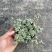bb草灰绿冷水花阳台桌面雨林缸微景观垂吊耐阴好养