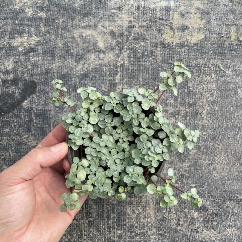 bb草灰绿冷水花阳台桌面雨林缸微景观垂吊耐阴好养
