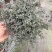 bb草灰绿冷水花阳台桌面雨林缸微景观垂吊耐阴好养
