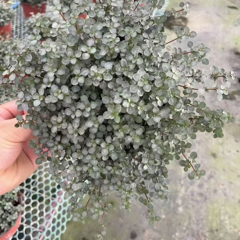 bb草灰绿冷水花阳台桌面雨林缸微景观垂吊耐阴好养