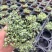 bb草灰绿冷水花阳台桌面雨林缸微景观垂吊耐阴好养