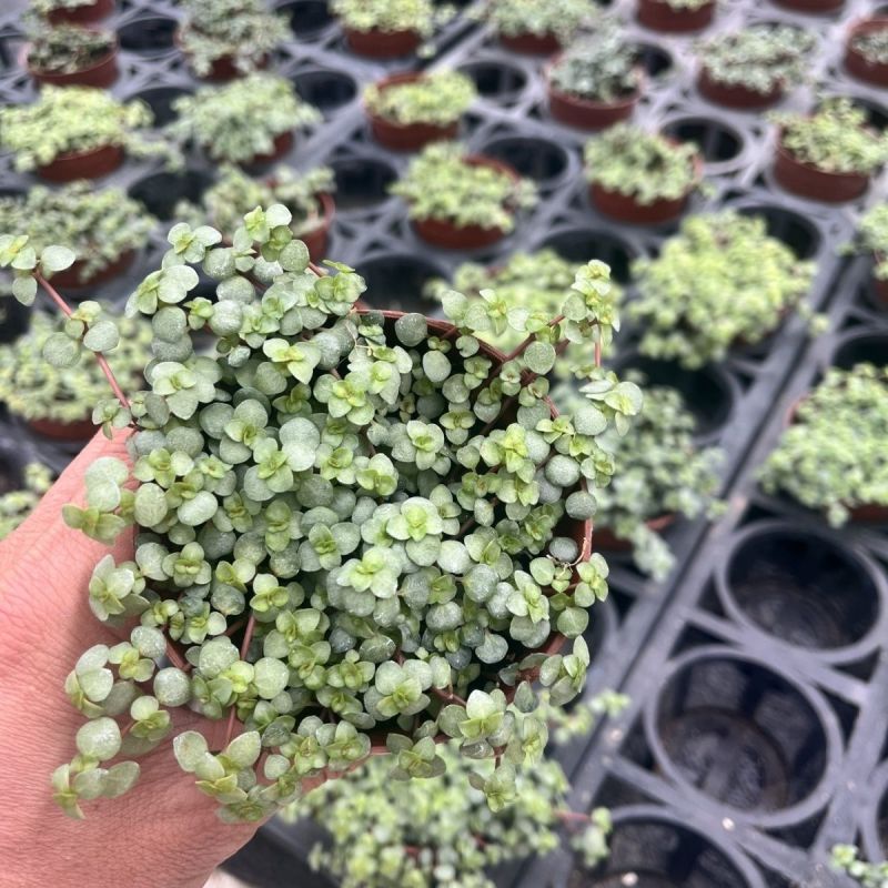 bb草灰绿冷水花阳台桌面雨林缸微景观垂吊耐阴好养