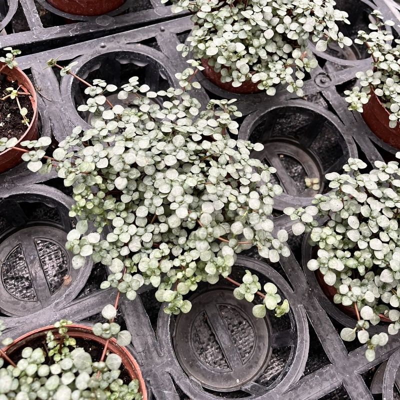bb草灰绿冷水花阳台桌面雨林缸微景观垂吊耐阴好养