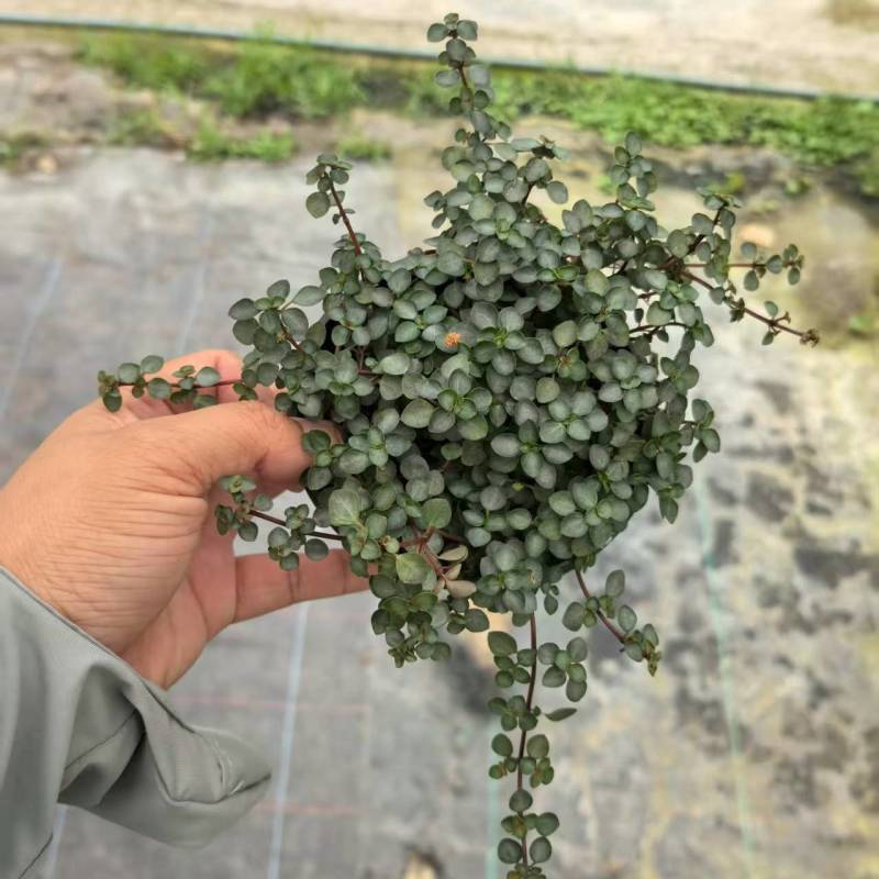 bb草灰绿冷水花阳台桌面雨林缸微景观垂吊耐阴好养