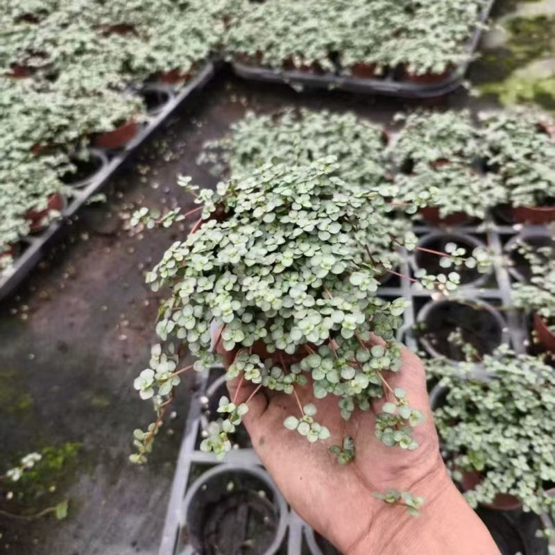 bb草灰绿冷水花阳台桌面雨林缸微景观垂吊耐阴好养