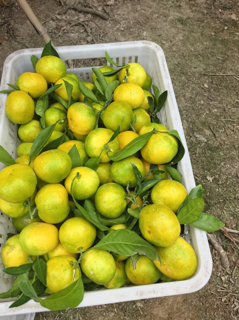 精品特早蜜橘