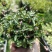 姬樱蓼小盆栽日本山野草常年开花植物耐晒室内阳台