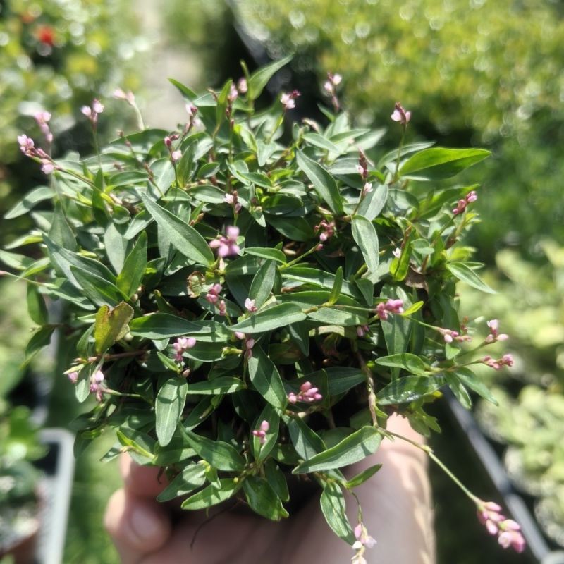 姬樱蓼小盆栽日本山野草常年开花植物耐晒室内阳台