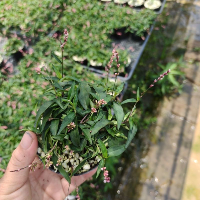 姬樱蓼小盆栽日本山野草常年开花植物耐晒室内阳台