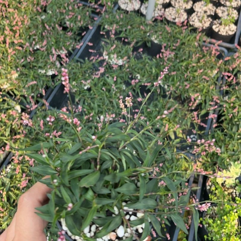 姬樱蓼小盆栽日本山野草常年开花植物耐晒室内阳台