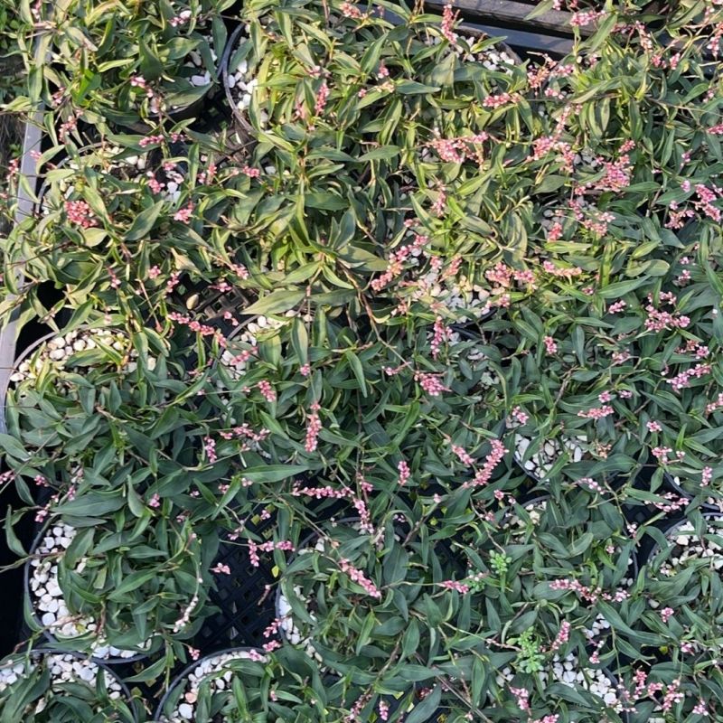 姬樱蓼小盆栽日本山野草常年开花植物耐晒室内阳台