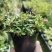 姬樱蓼小盆栽日本山野草常年开花植物耐晒室内阳台