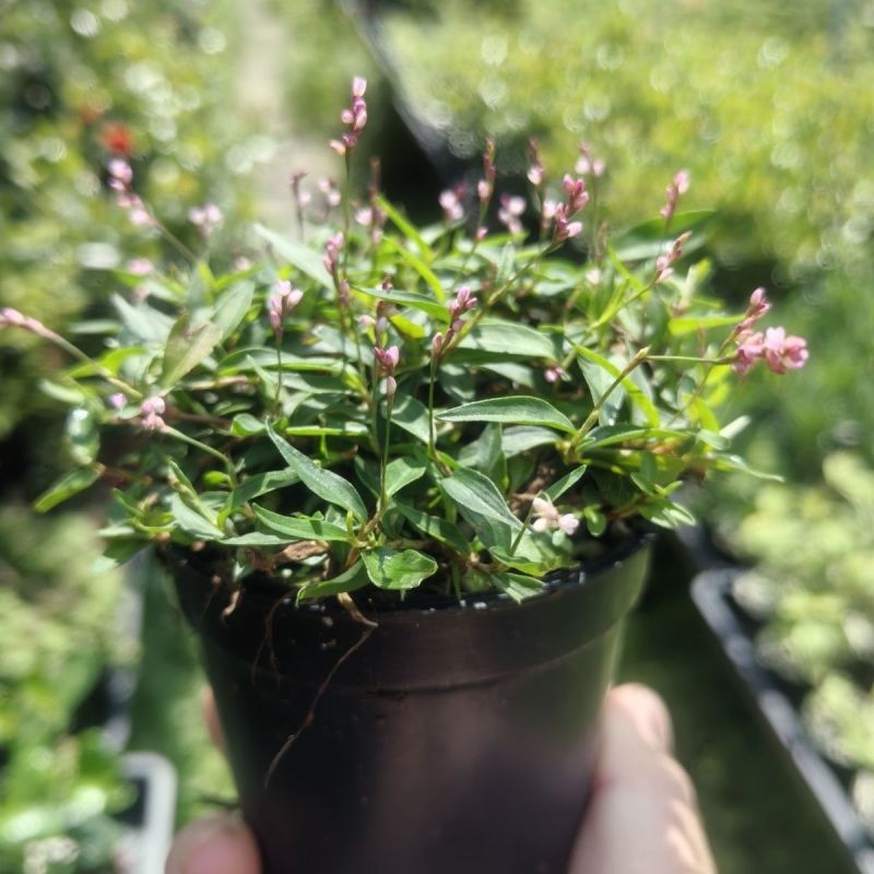 姬樱蓼小盆栽日本山野草常年开花植物耐晒室内阳台