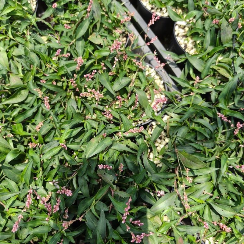 姬樱蓼小盆栽日本山野草常年开花植物耐晒室内阳台