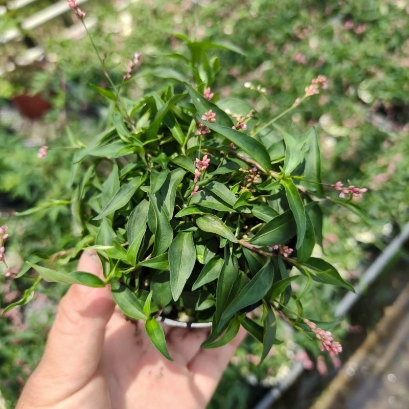 姬樱蓼小盆栽日本山野草常年开花植物耐晒室内阳台