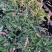 姬樱蓼小盆栽日本山野草常年开花植物耐晒室内阳台