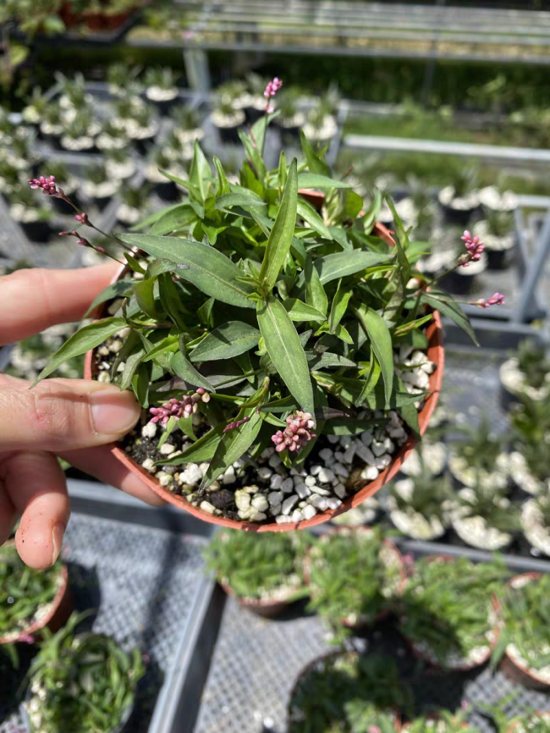 姬樱蓼小盆栽日本山野草常年开花植物耐晒室内阳台