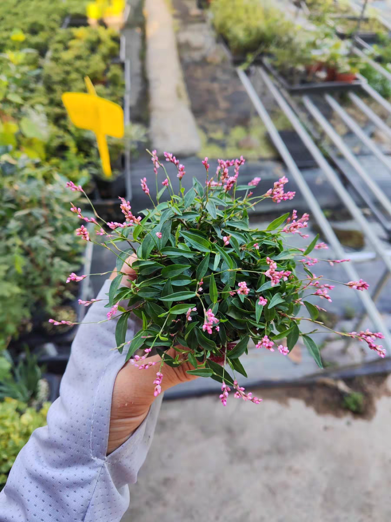 姬樱蓼小盆栽日本山野草常年开花植物耐晒室内阳台