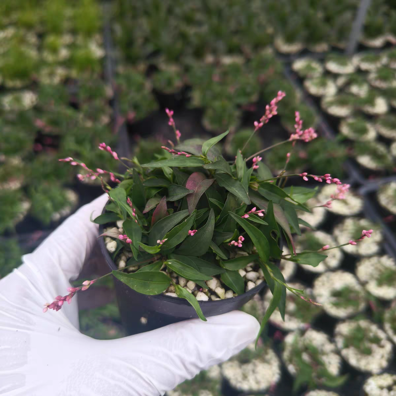 姬樱蓼小盆栽日本山野草常年开花植物耐晒室内阳台