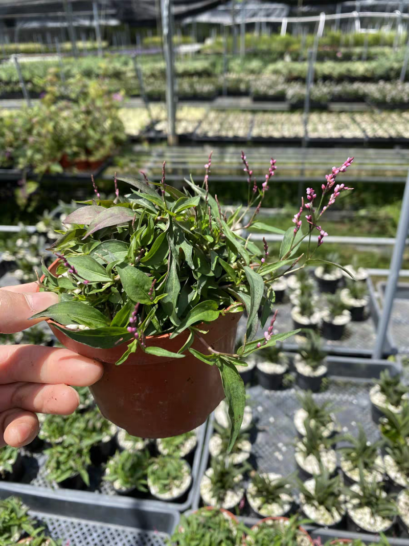 姬樱蓼小盆栽日本山野草常年开花植物耐晒室内阳台