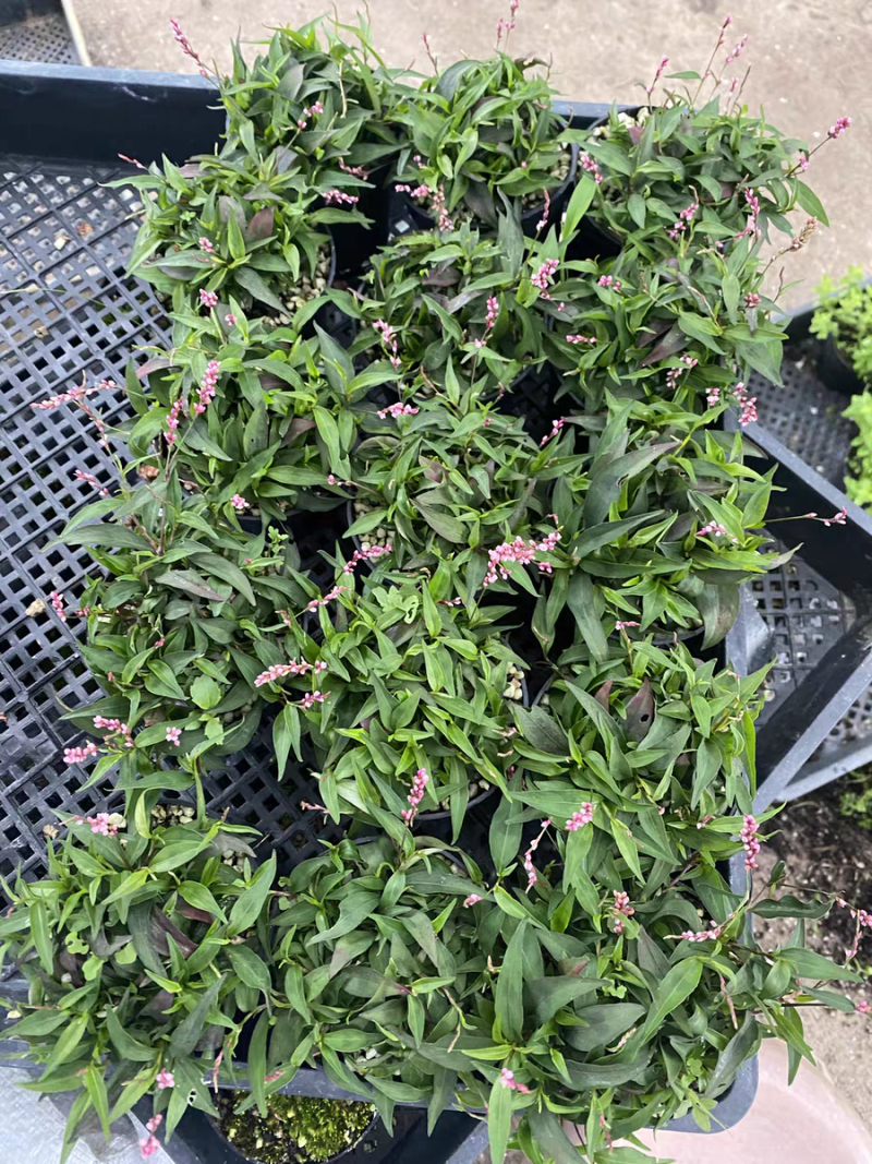 姬樱蓼小盆栽日本山野草常年开花植物耐晒室内阳台