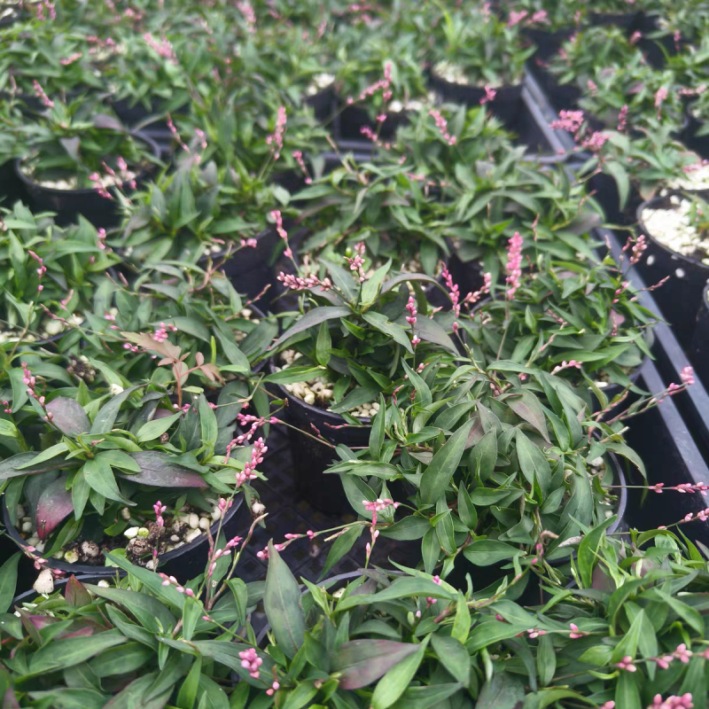 姬樱蓼小盆栽日本山野草常年开花植物耐晒室内阳台