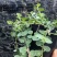 铜锤玉带草盆栽花卉四季常绿多年生草本花园耐阴地被植物宿根