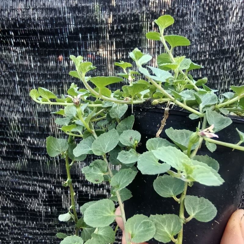 铜锤玉带草盆栽花卉四季常绿多年生草本花园耐阴地被植物宿根
