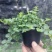 铜锤玉带草盆栽花卉四季常绿多年生草本花园耐阴地被植物宿根