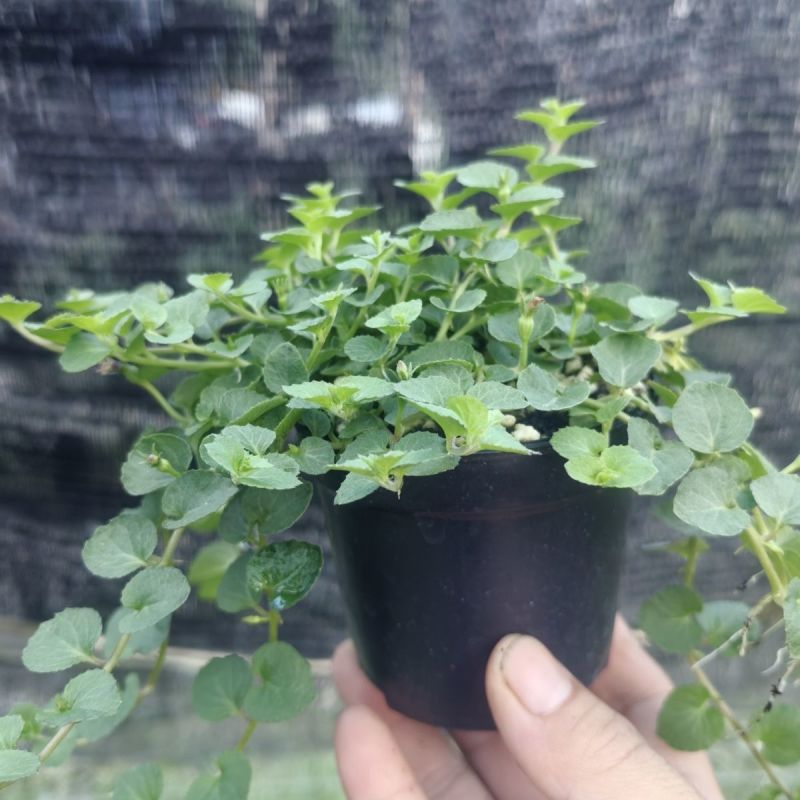 铜锤玉带草盆栽花卉四季常绿多年生草本花园耐阴地被植物宿根