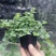铜锤玉带草盆栽花卉四季常绿多年生草本花园耐阴地被植物宿根