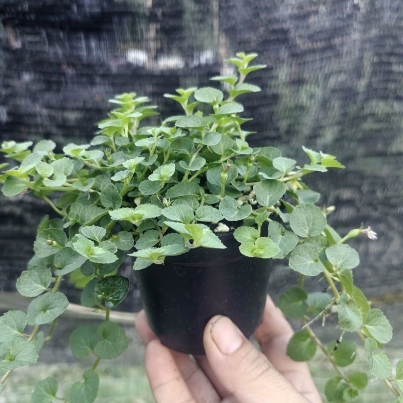 铜锤玉带草盆栽花卉四季常绿多年生草本花园耐阴地被植物宿根