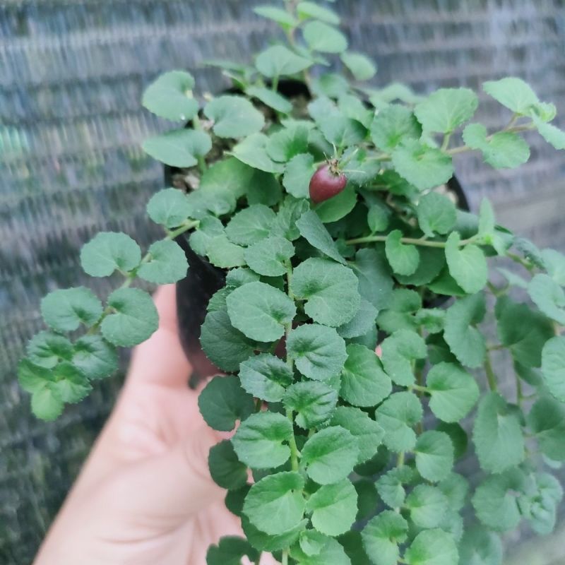 铜锤玉带草盆栽花卉四季常绿多年生草本花园耐阴地被植物宿根