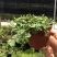 铜锤玉带草盆栽花卉四季常绿多年生草本花园耐阴地被植物宿根