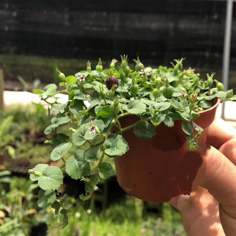 铜锤玉带草盆栽花卉四季常绿多年生草本花园耐阴地被植物宿根