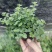 铜锤玉带草盆栽花卉四季常绿多年生草本花园耐阴地被植物宿根