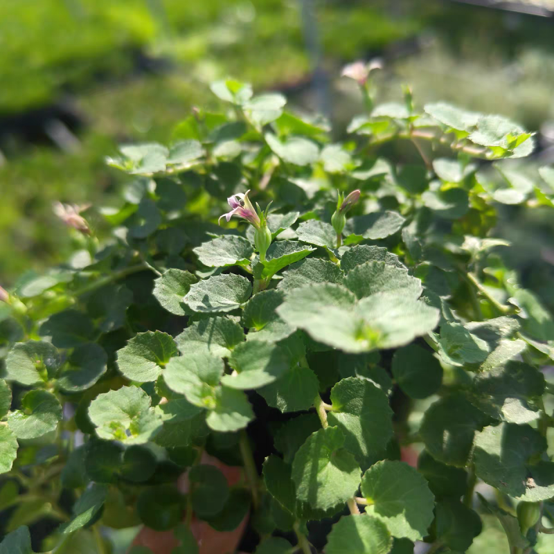 铜锤玉带草盆栽花卉四季常绿多年生草本花园耐阴地被植物宿根