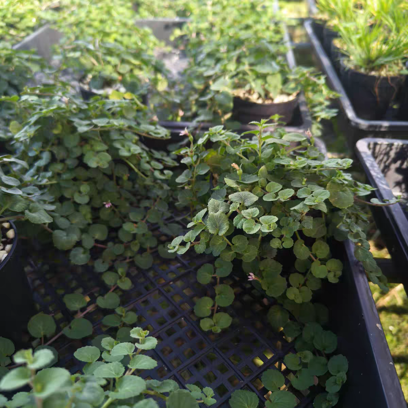 铜锤玉带草盆栽花卉四季常绿多年生草本花园耐阴地被植物宿根