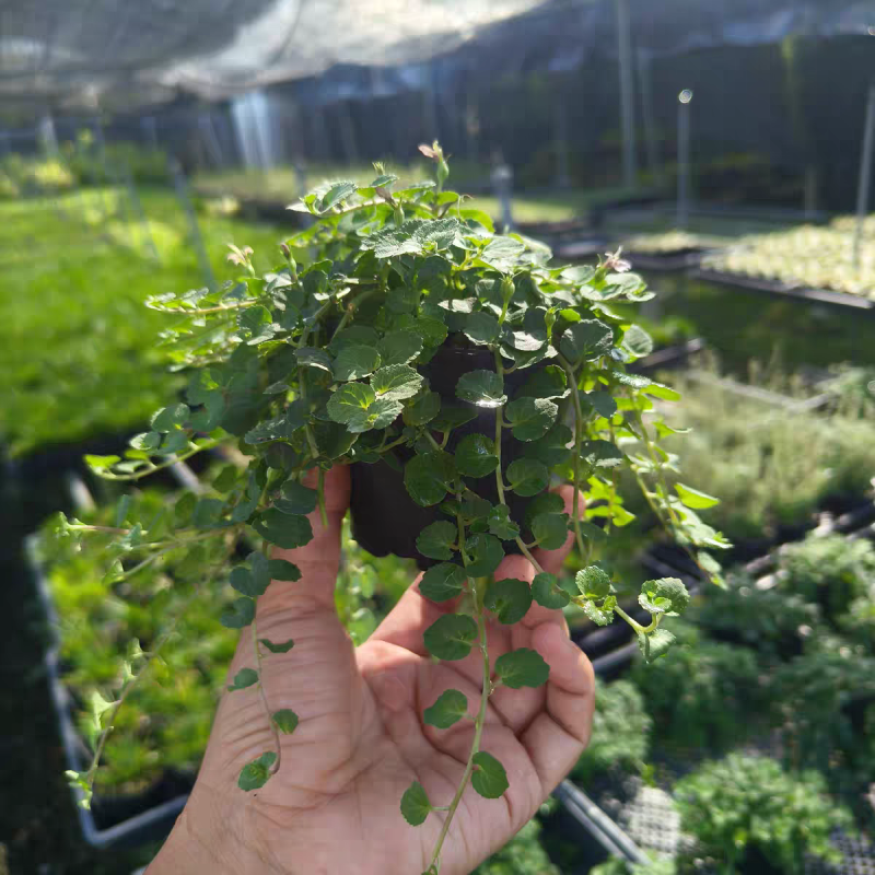 铜锤玉带草盆栽花卉四季常绿多年生草本花园耐阴地被植物宿根