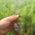 羊毛松大盆枝花材搭配室内水养配草花材装饰婚庆造景装饰