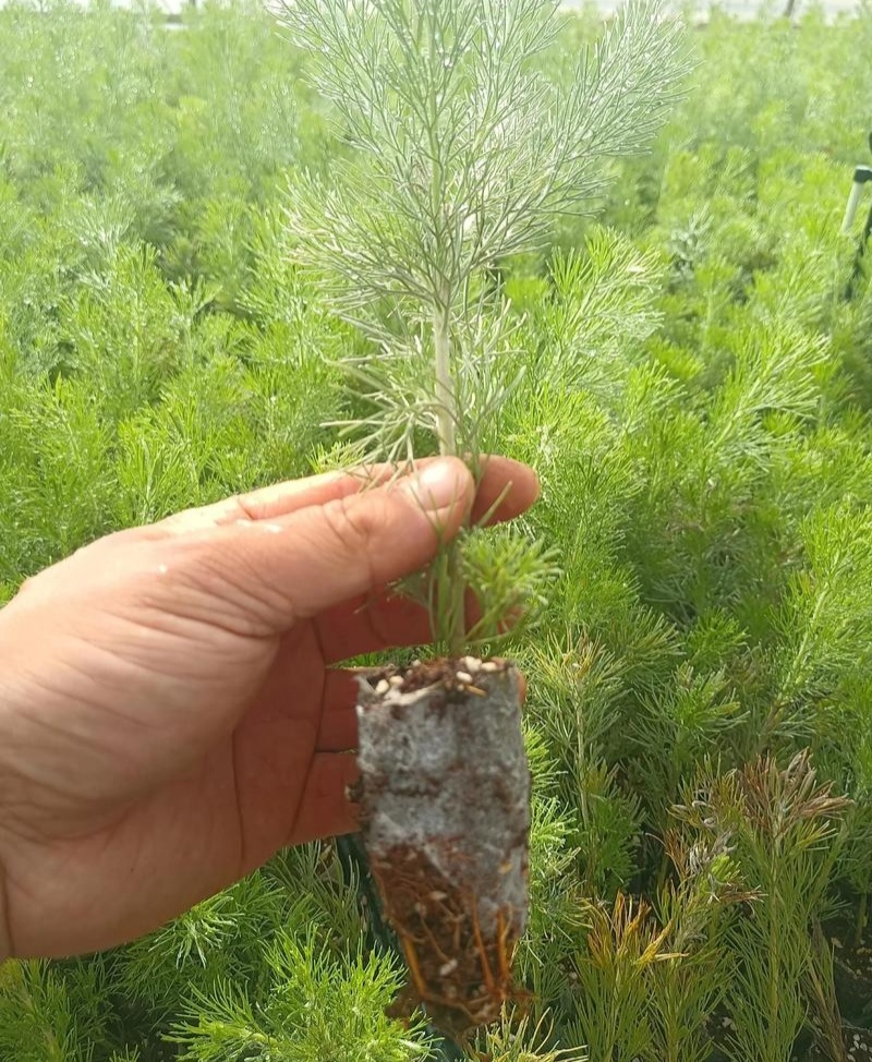 羊毛松大盆枝花材搭配室内水养配草花材装饰婚庆造景装饰