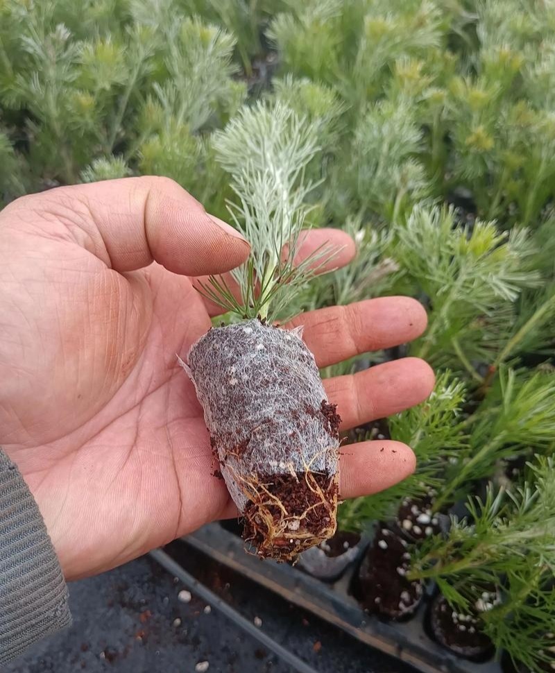 羊毛松大盆枝花材搭配室内水养配草花材装饰婚庆造景装饰