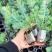 羊毛松大盆枝花材搭配室内水养配草花材装饰婚庆造景装饰