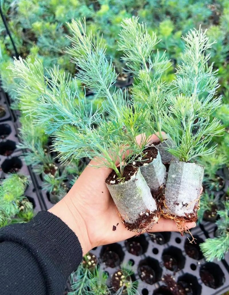 羊毛松大盆枝花材搭配室内水养配草花材装饰婚庆造景装饰