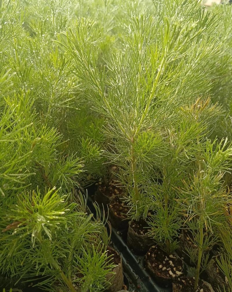 羊毛松大盆枝花材搭配室内水养配草花材装饰婚庆造景装饰