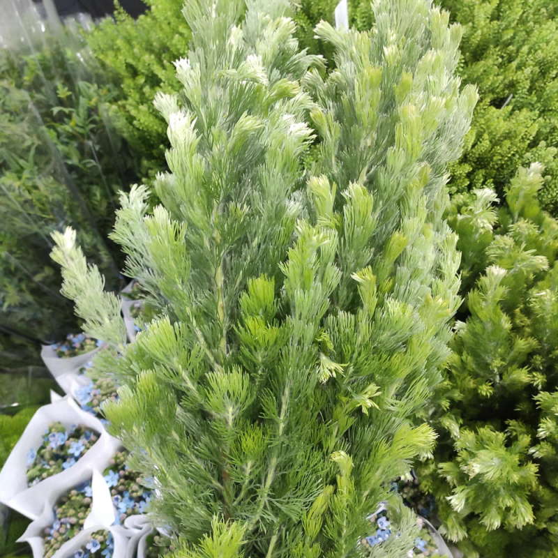 羊毛松大盆枝花材搭配室内水养配草花材装饰婚庆造景装饰