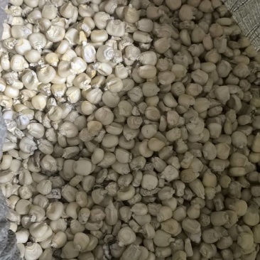 白黏玉米粒