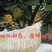 阳光山泉出好柚，酸甜爽口沁心田。甜似初恋，包邮到家哦