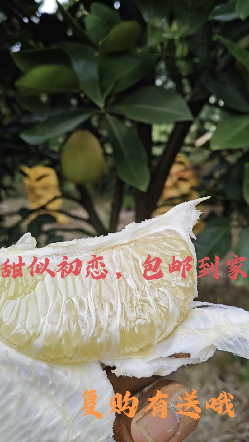阳光山泉出好柚，酸甜爽口沁心田。甜似初恋，包邮到家哦